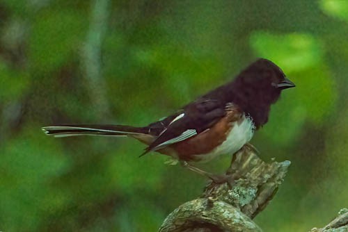 Eastern Towhee - ML637501426
