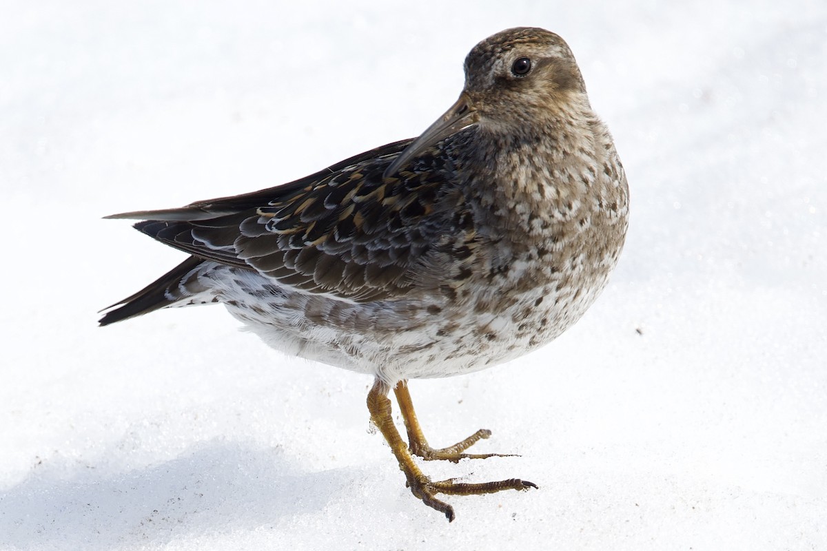 Purple Sandpiper - ML637501462