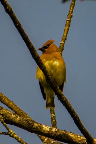 Cedar Waxwing - ML637501471
