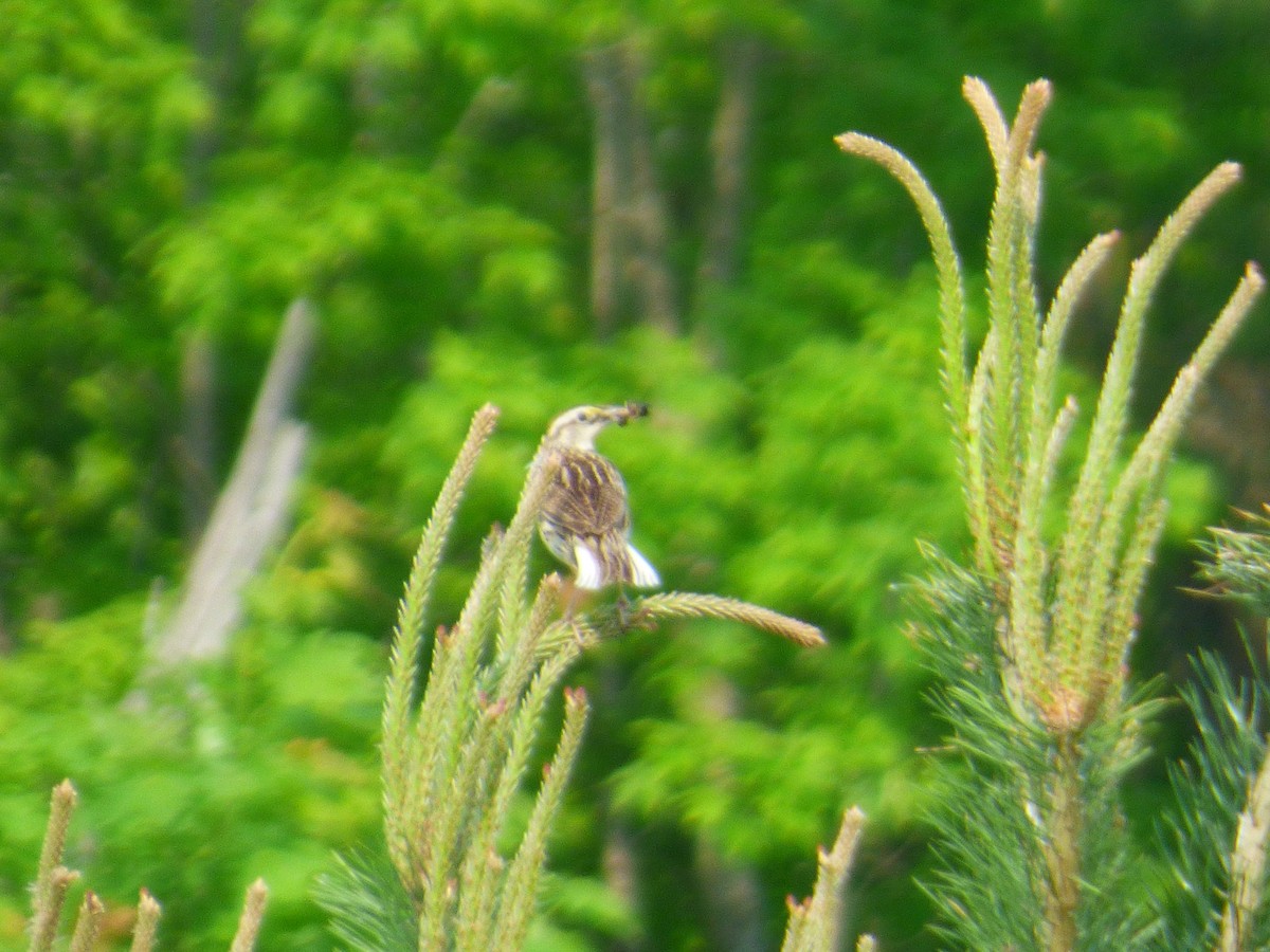 Eastern Meadowlark - ML637501478