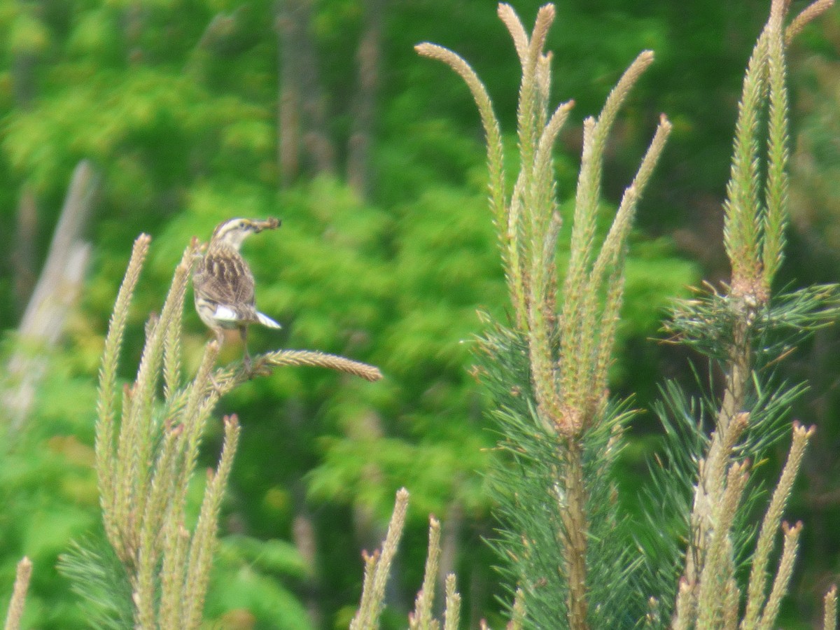 Eastern Meadowlark - ML637501479