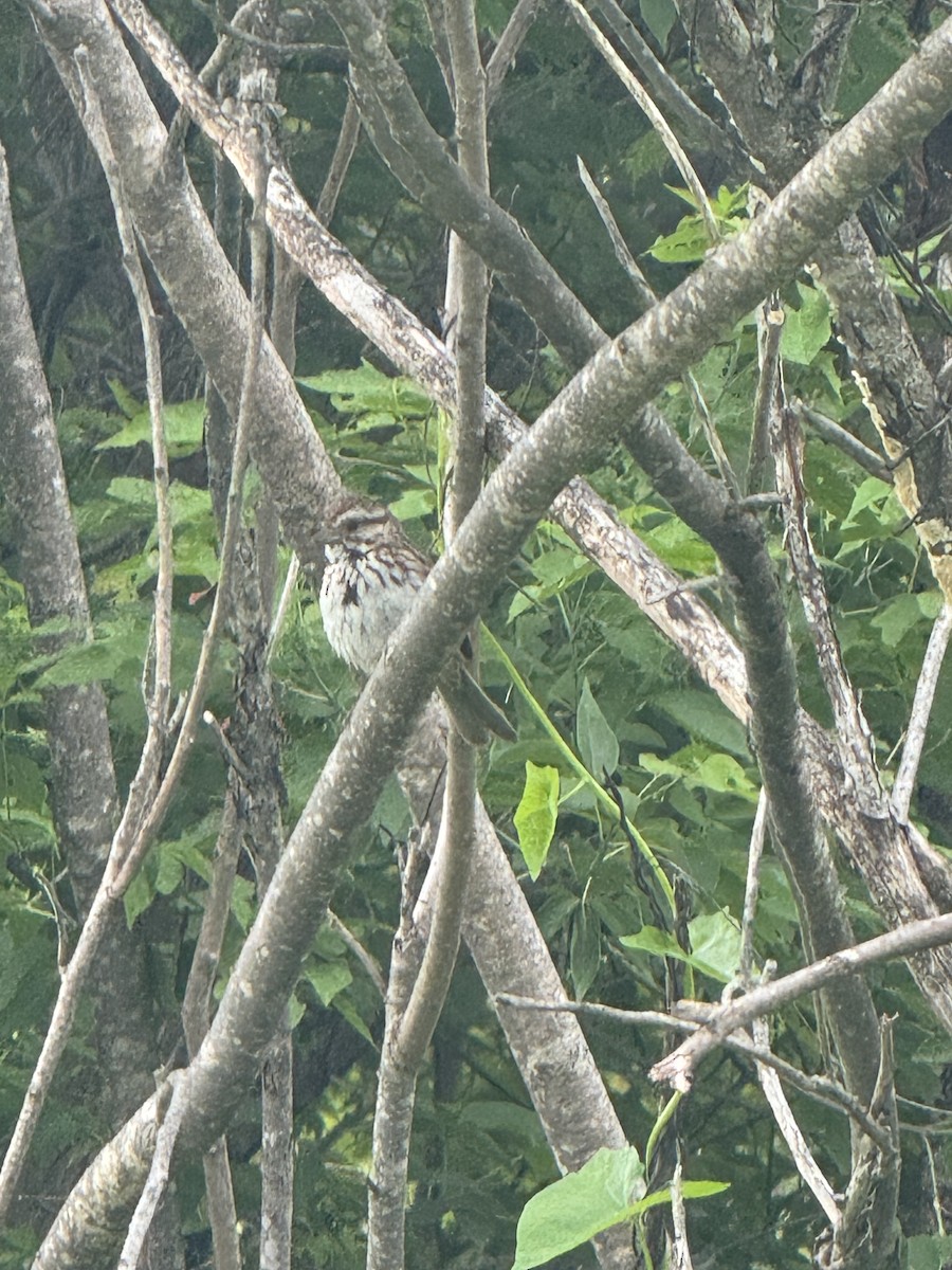 Song Sparrow - ML637501482