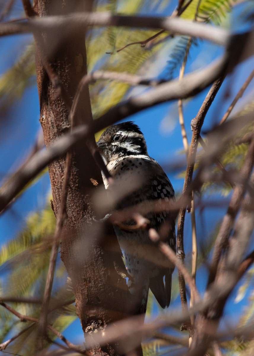 Ladder-backed Woodpecker - ML637501485