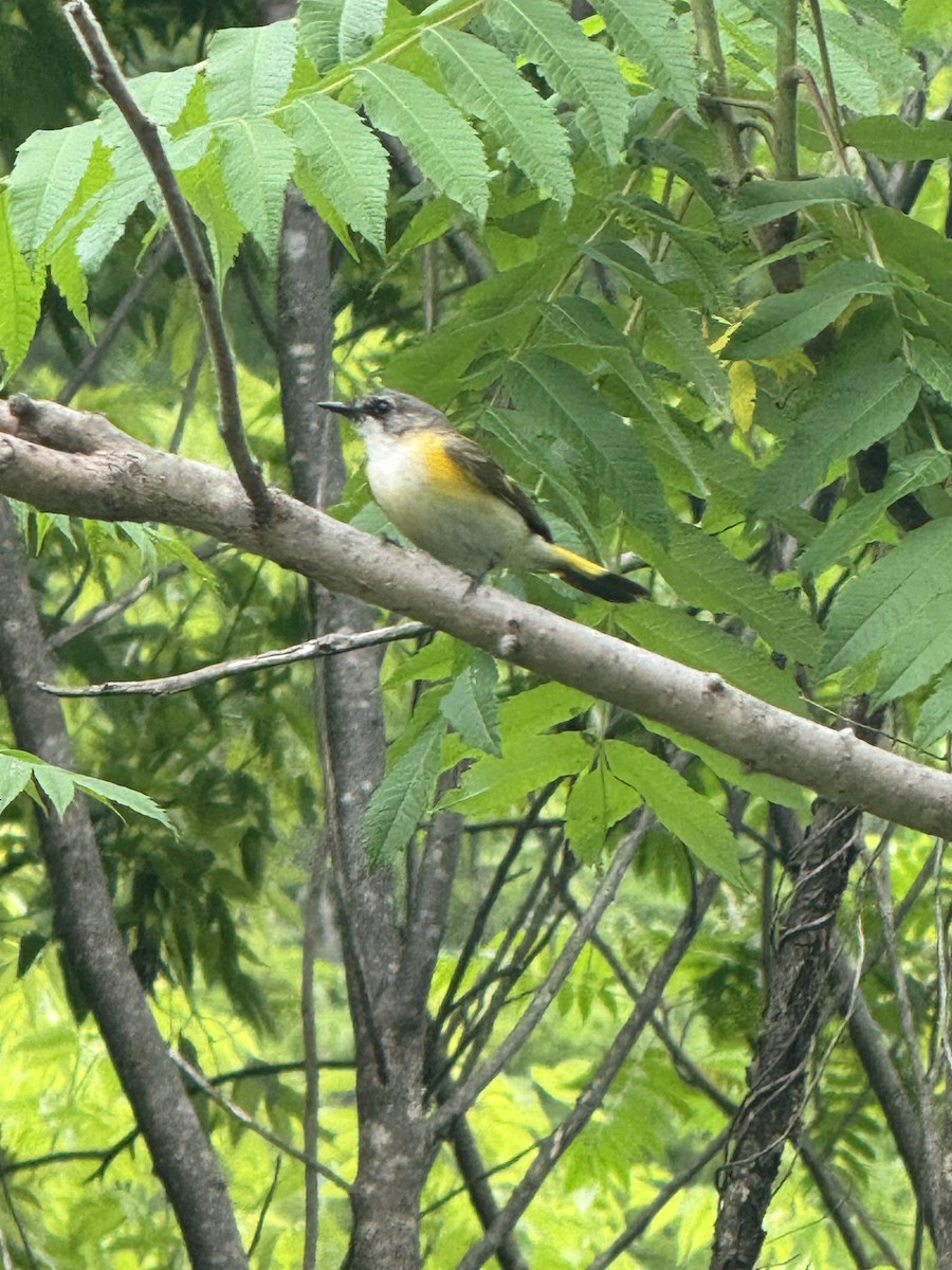 American Redstart - ML637501486