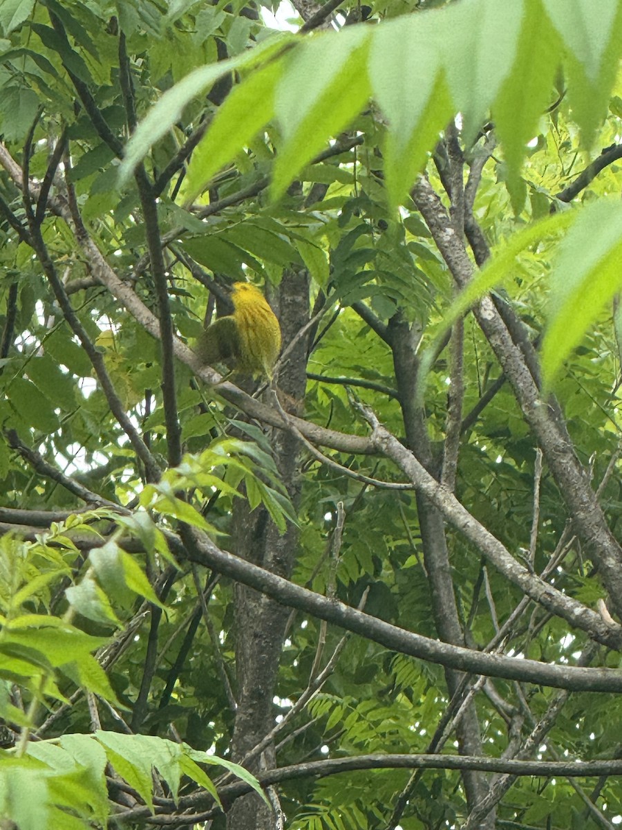 Yellow Warbler - ML637501489