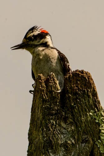 Downy Woodpecker - ML637501500