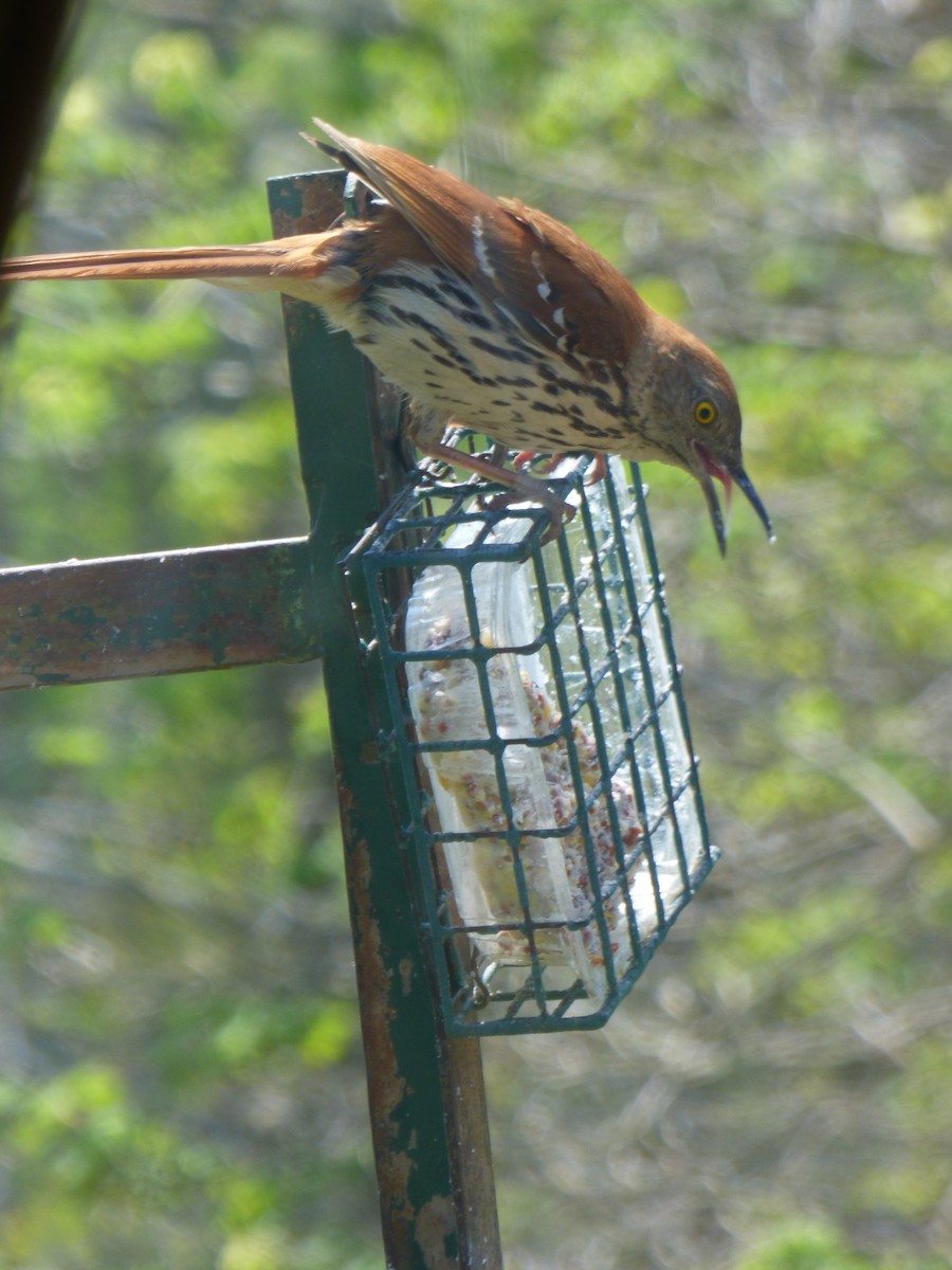 Brown Thrasher - ML637501552