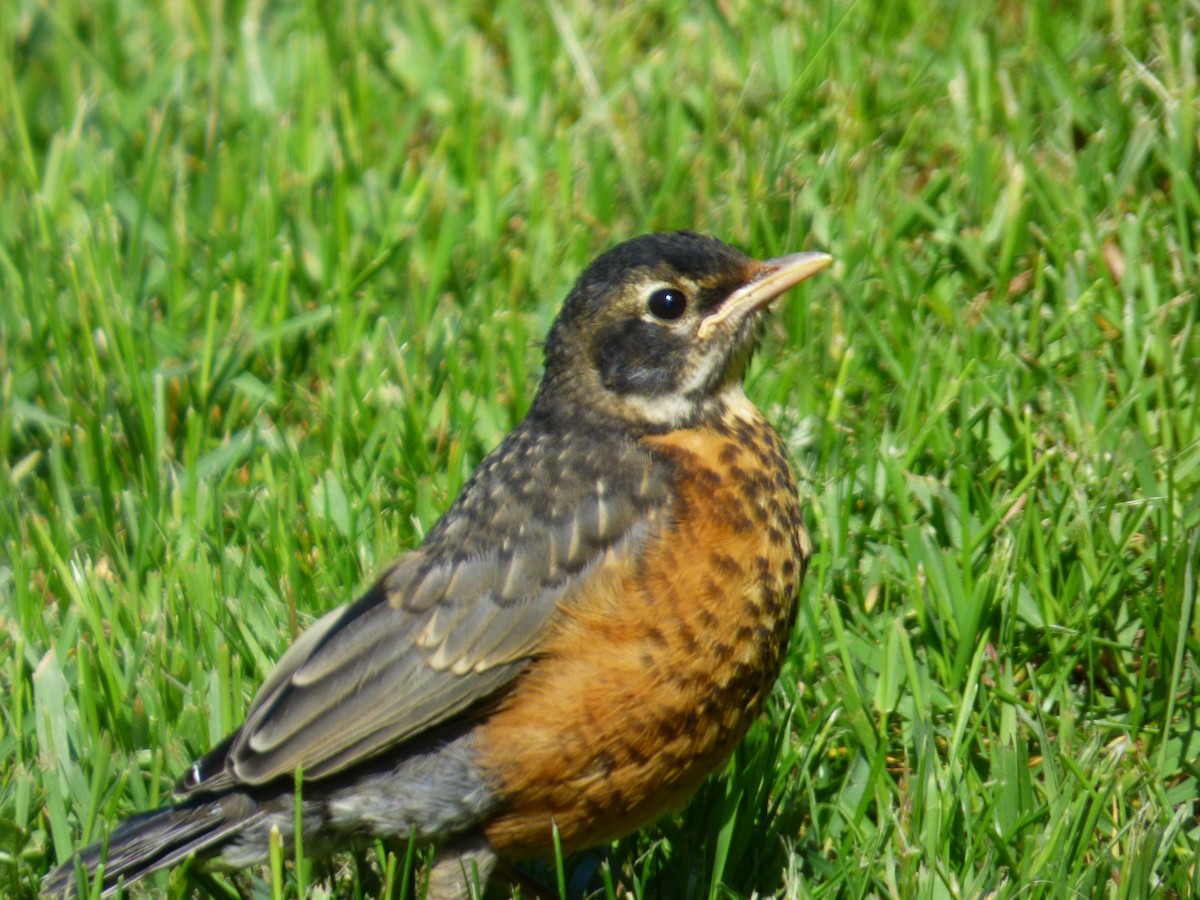 American Robin - ML637501563