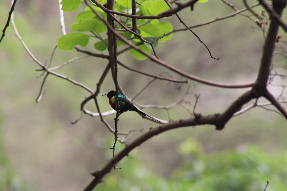Beautiful Sunbird - ML637501593