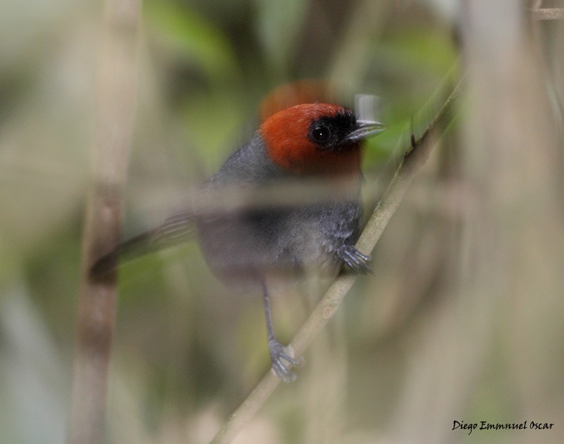 Chestnut-headed Tanager - ML637501622