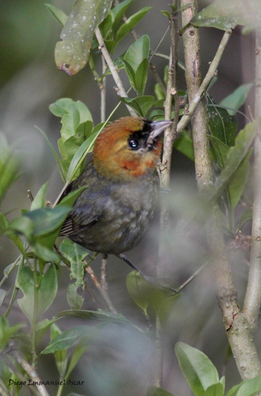Chestnut-headed Tanager - ML637501638