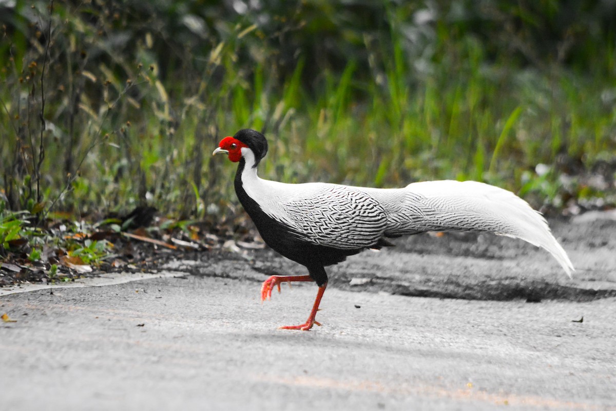 Silver Pheasant - ML637501676