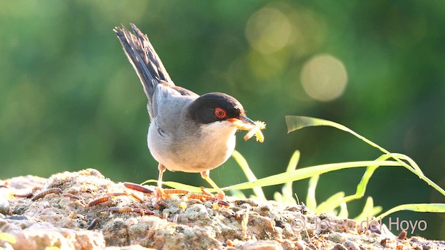 Sardinian Warbler - ML637501686