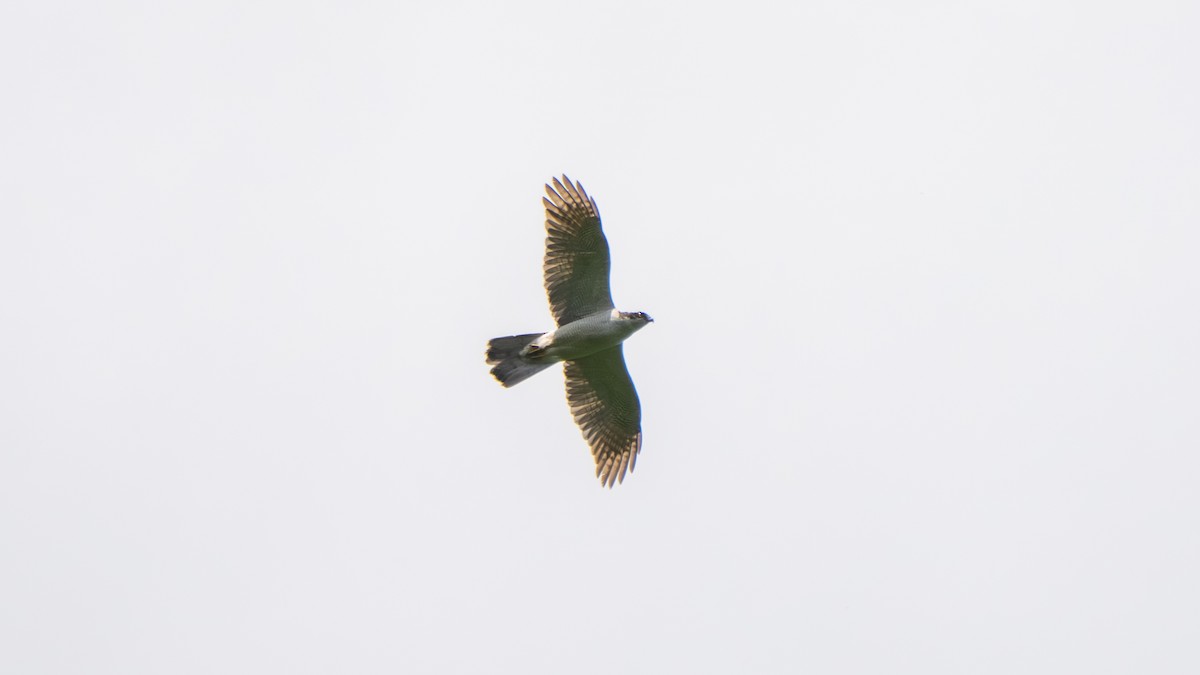 Eurasian Goshawk - ML637501718