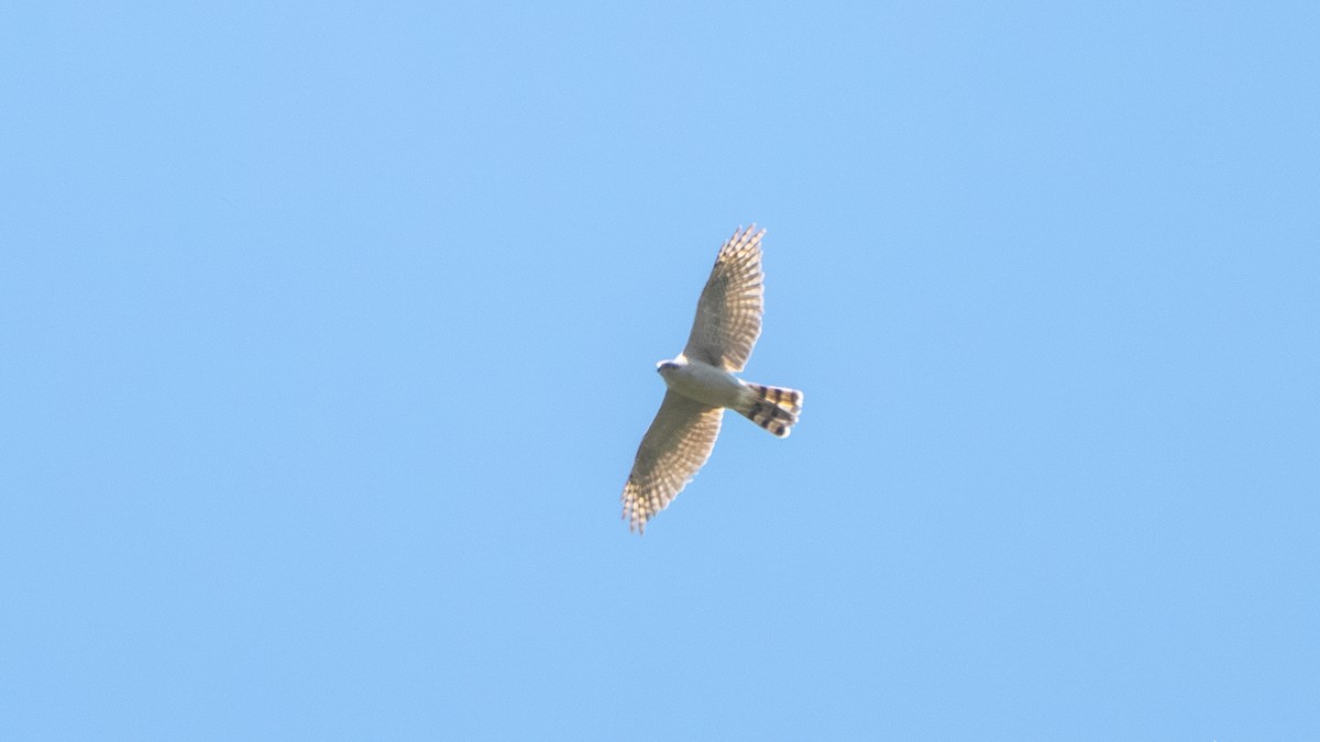 Eurasian Goshawk - ML637501719