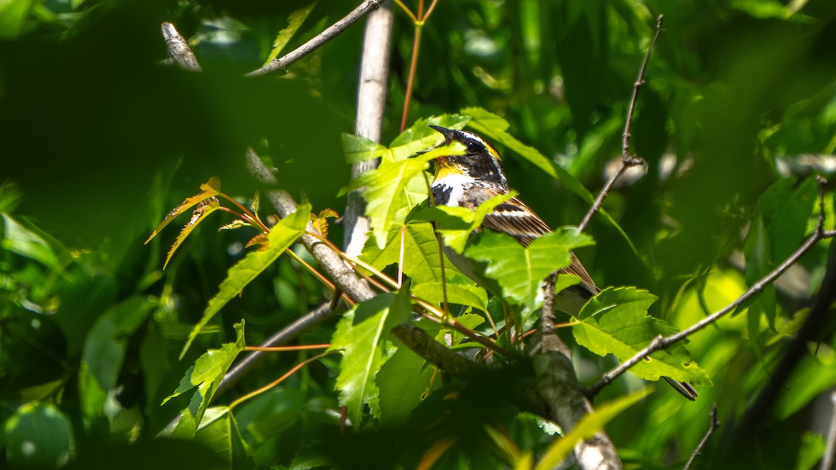 Yellow-throated Bunting - ML637501723