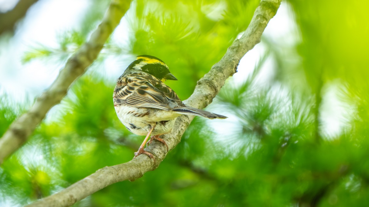 Yellow-throated Bunting - ML637501724
