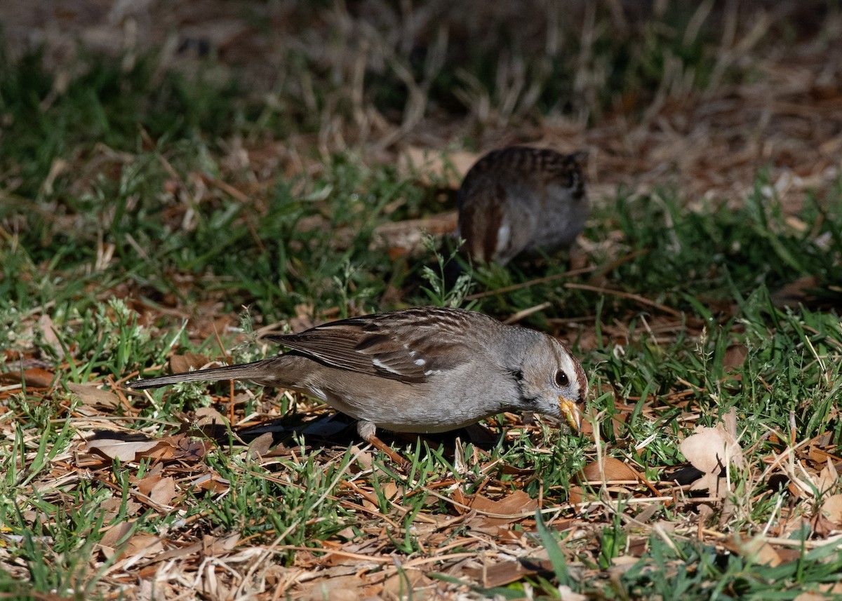 White-crowned Sparrow - ML637501726