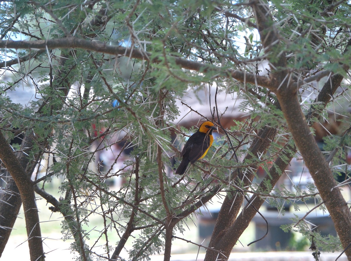 Black-necked Weaver - ML637501730