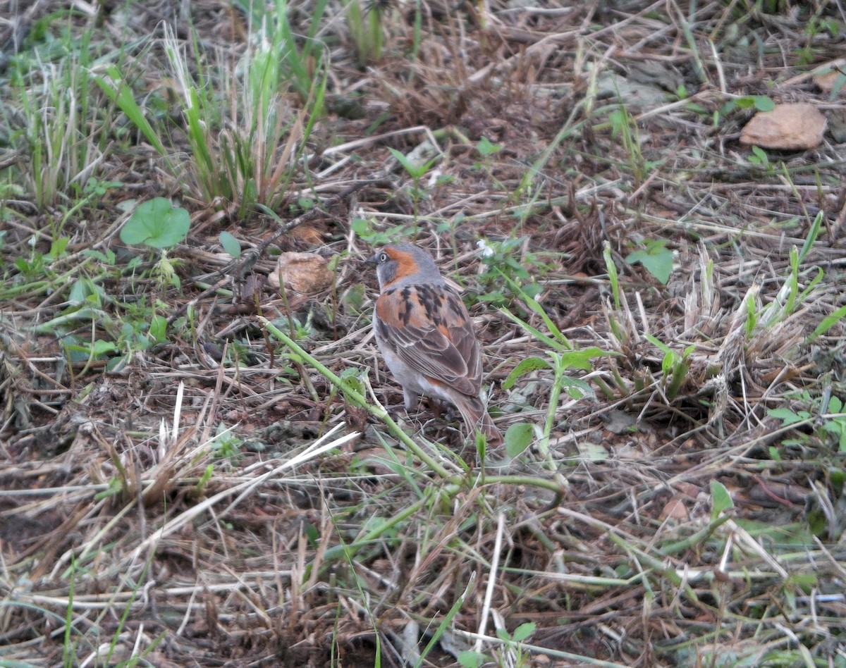 Kenya Rufous Sparrow - ML637501741