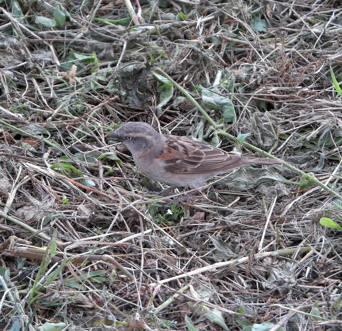 Kenya Rufous Sparrow - ML637501742