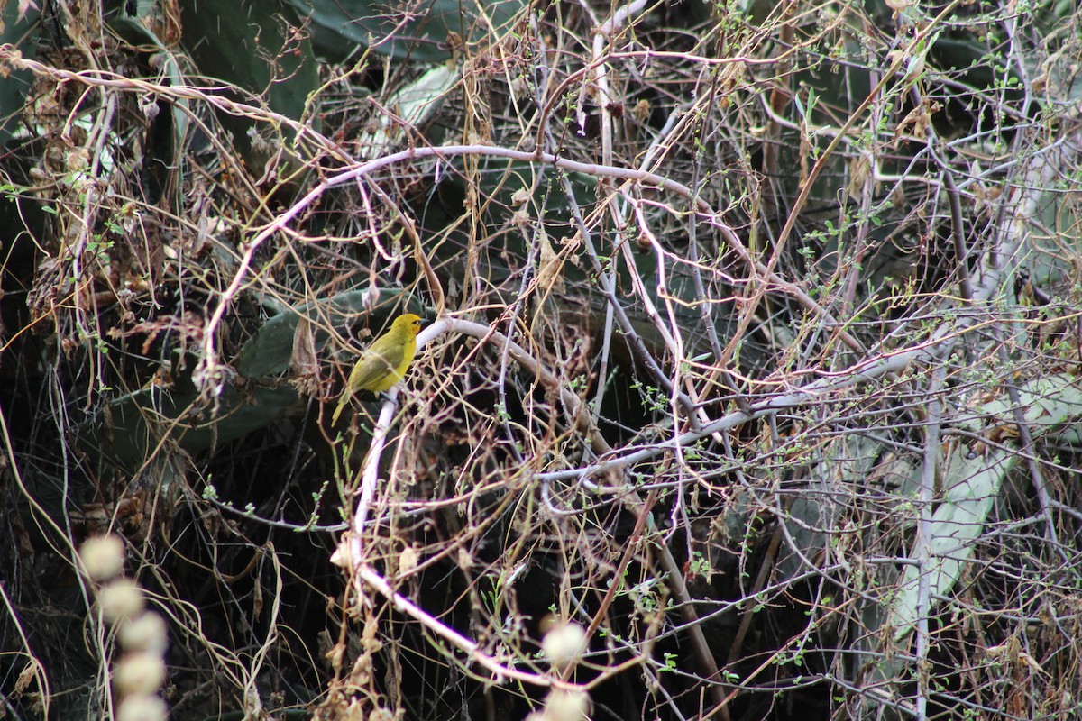 Spectacled Weaver - ML637501770