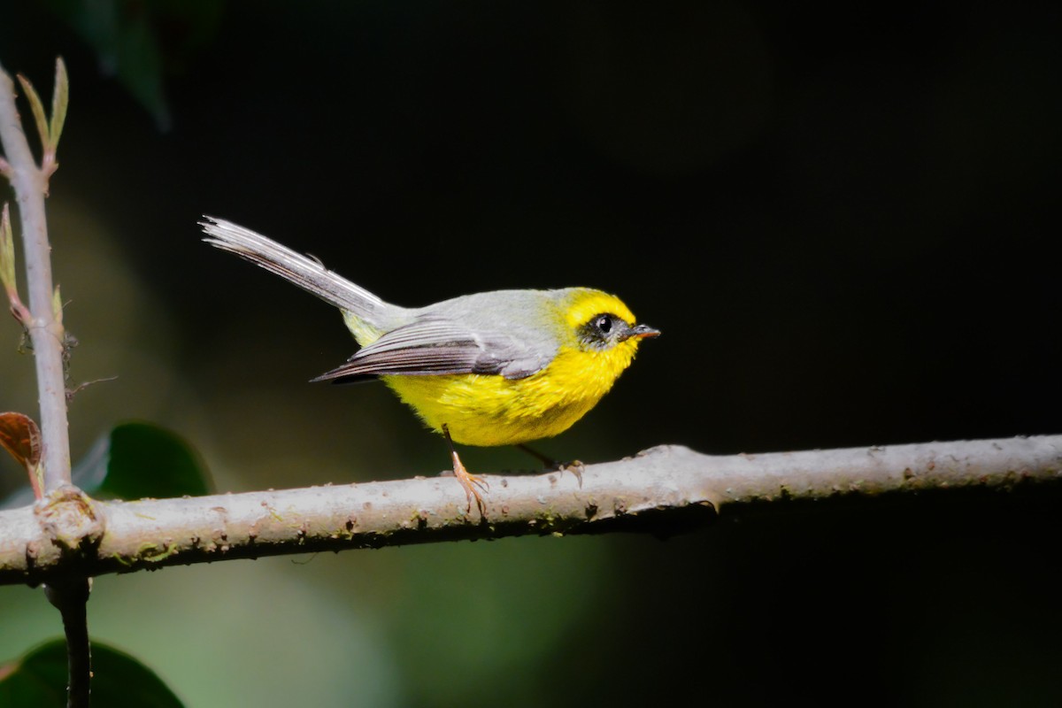 Yellow-bellied Fairy-Fantail - ML637501782