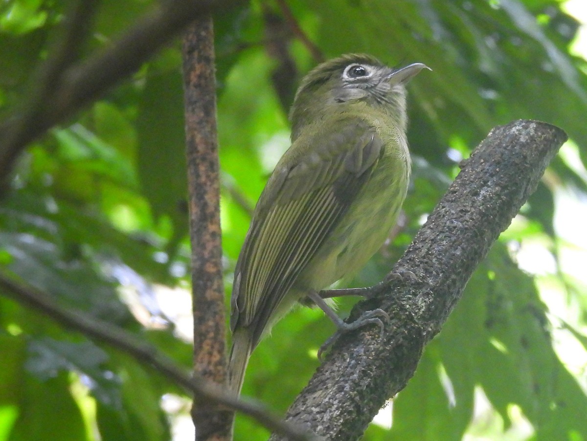Eye-ringed Flatbill - ML637501812