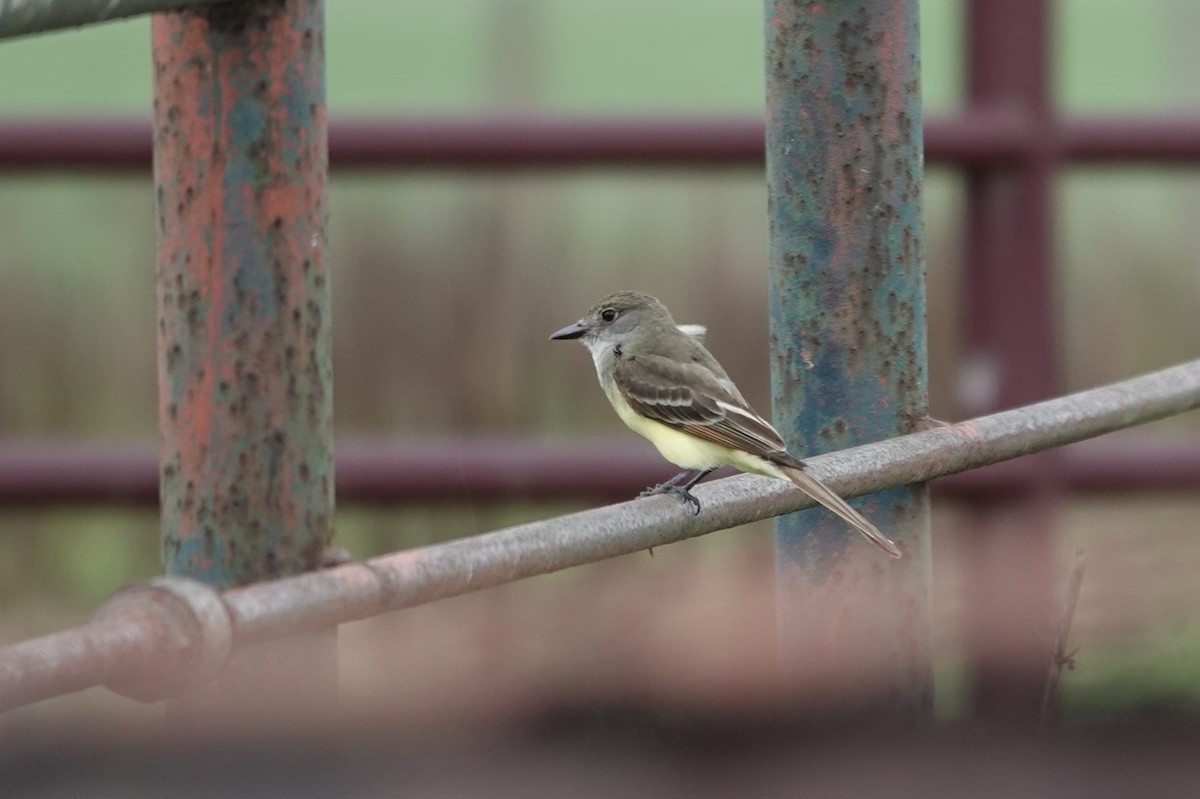 Great Crested Flycatcher - ML637501823