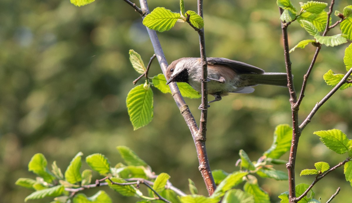 Boreal Chickadee - ML637501847