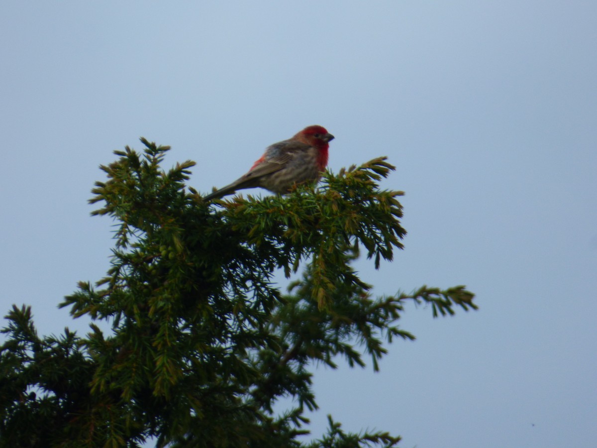 House Finch - ML637501855