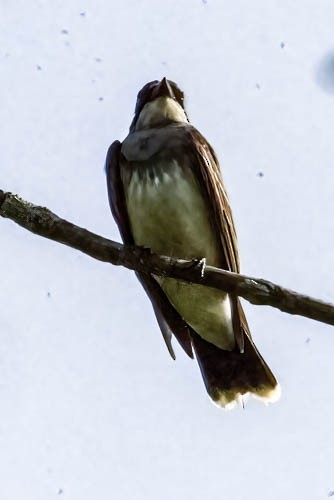 Eastern Kingbird - ML637501857