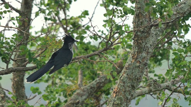 Levaillant's Cuckoo - ML637501861