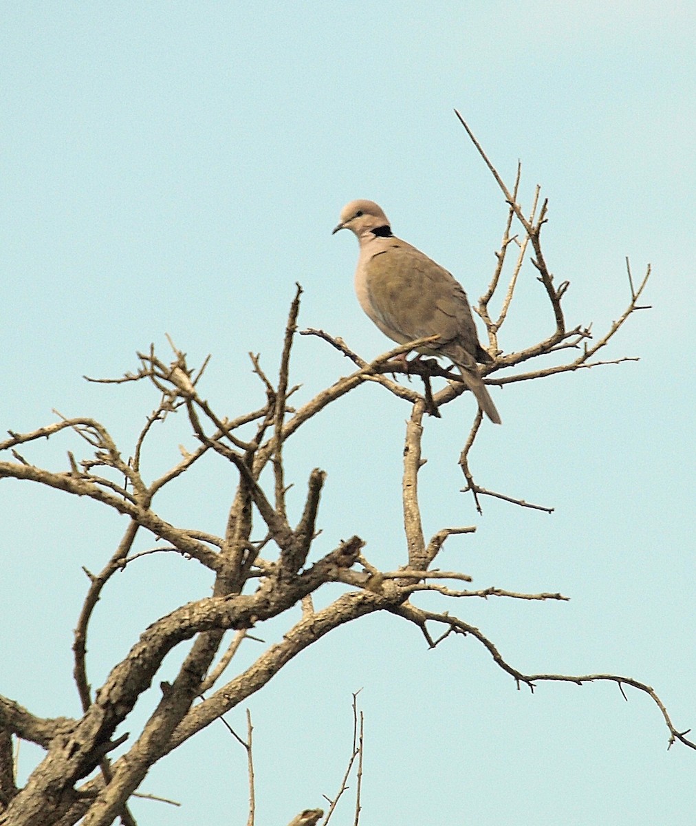 Vinaceous Dove - ML637501890