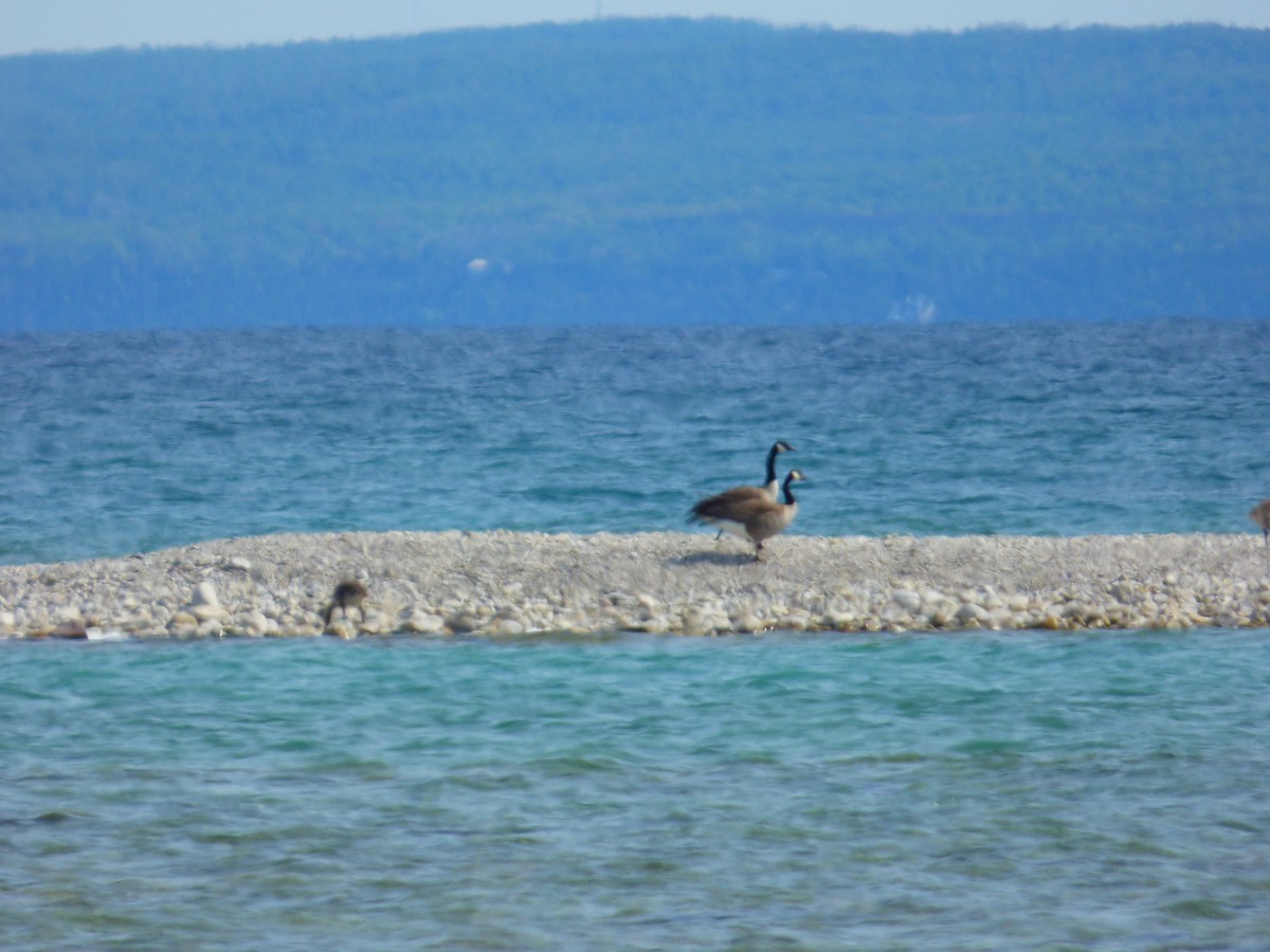 Canada Goose - ML637501904