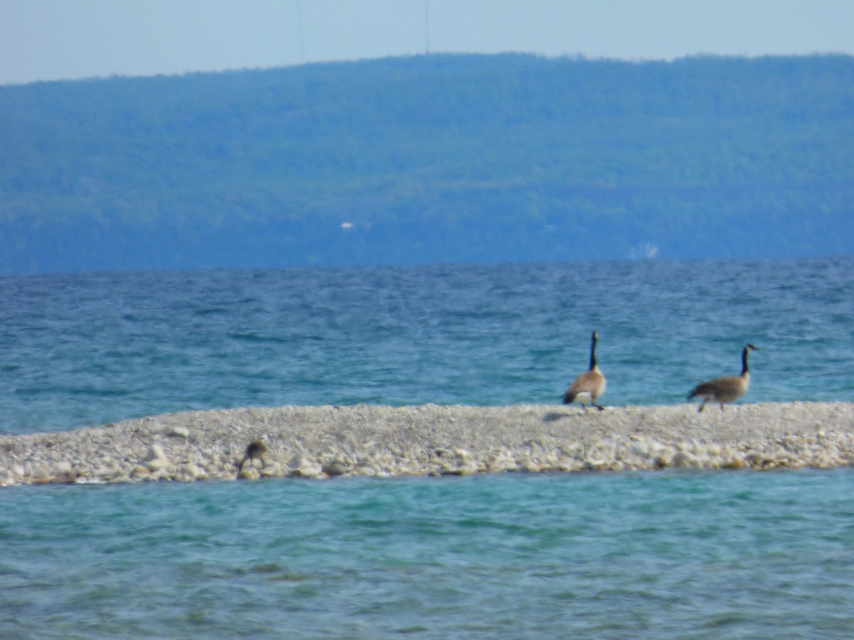 Canada Goose - ML637501905