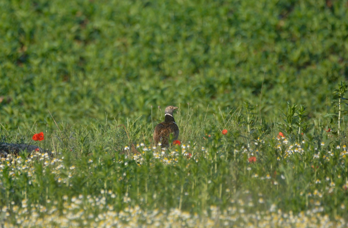 Little Bustard - ML637501936