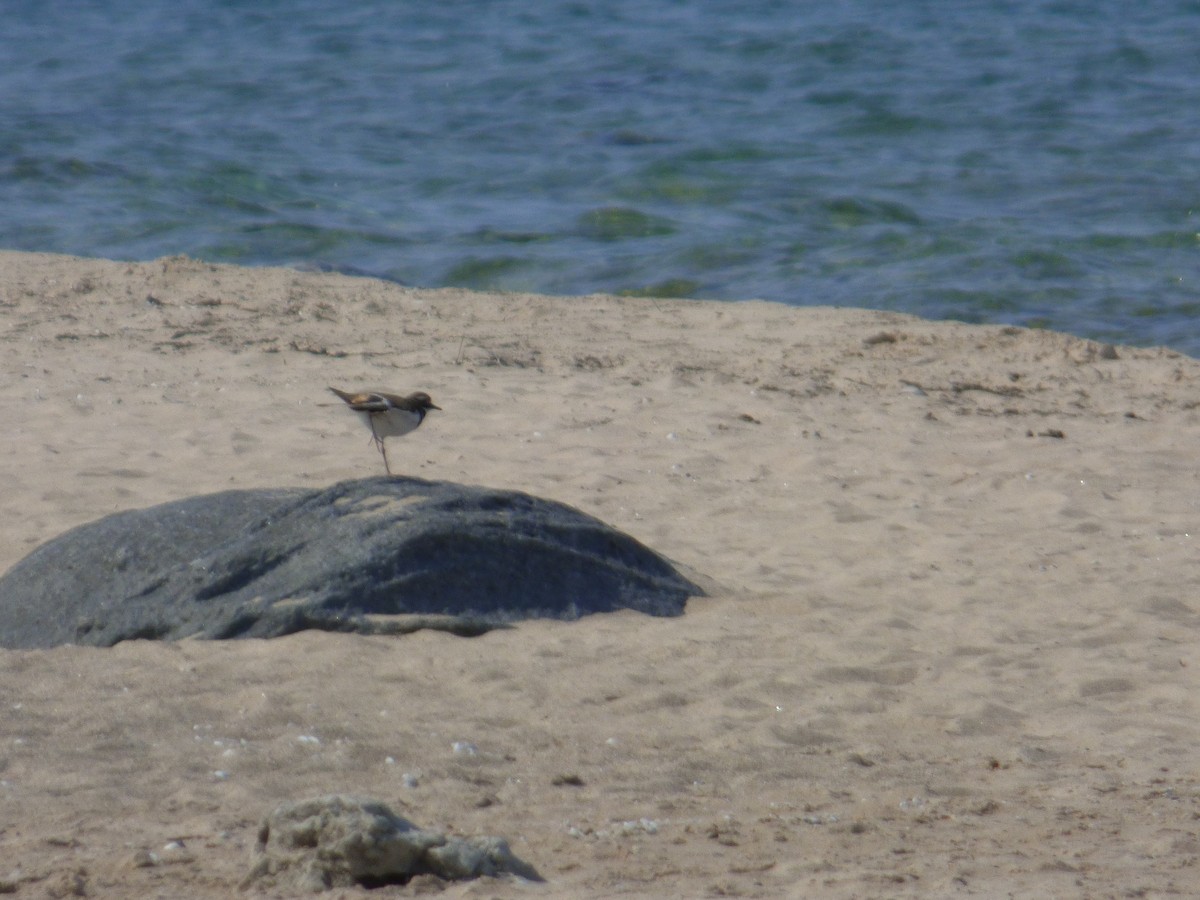 Killdeer - ML637501941