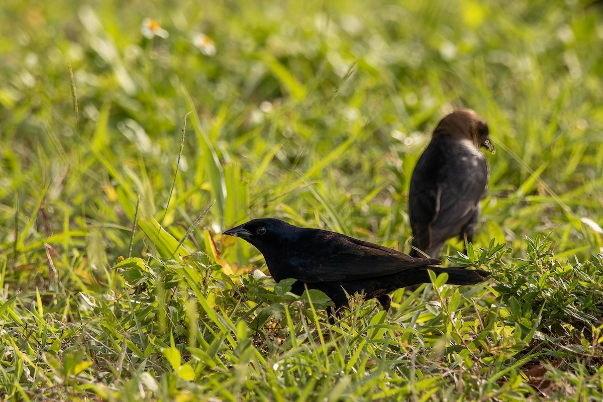 Shiny Cowbird - ML637501949