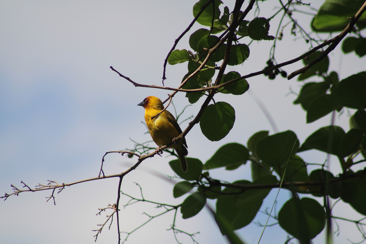 Rüppell's Weaver - ML637501973