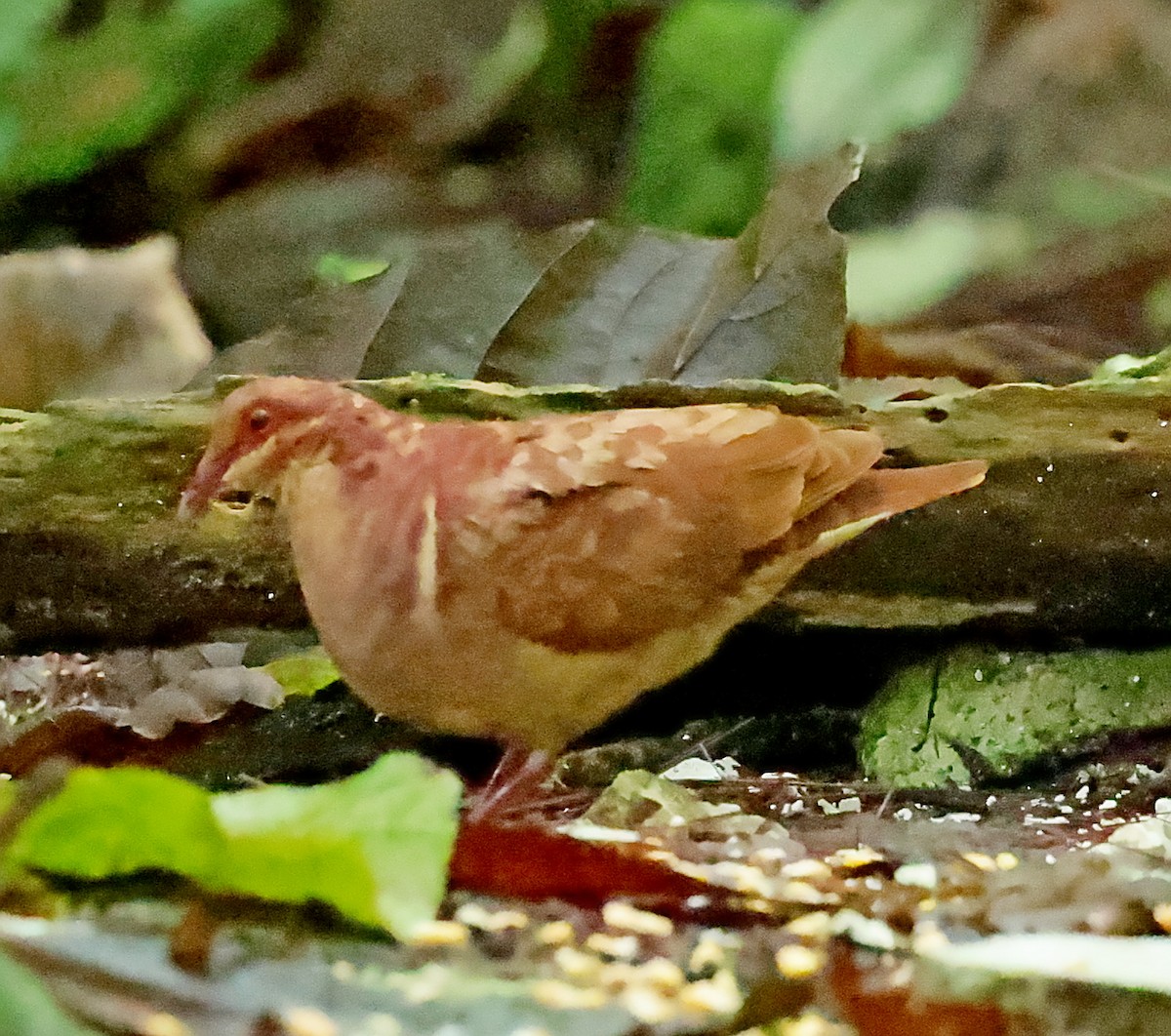 Ruddy Quail-Dove - ML637501975