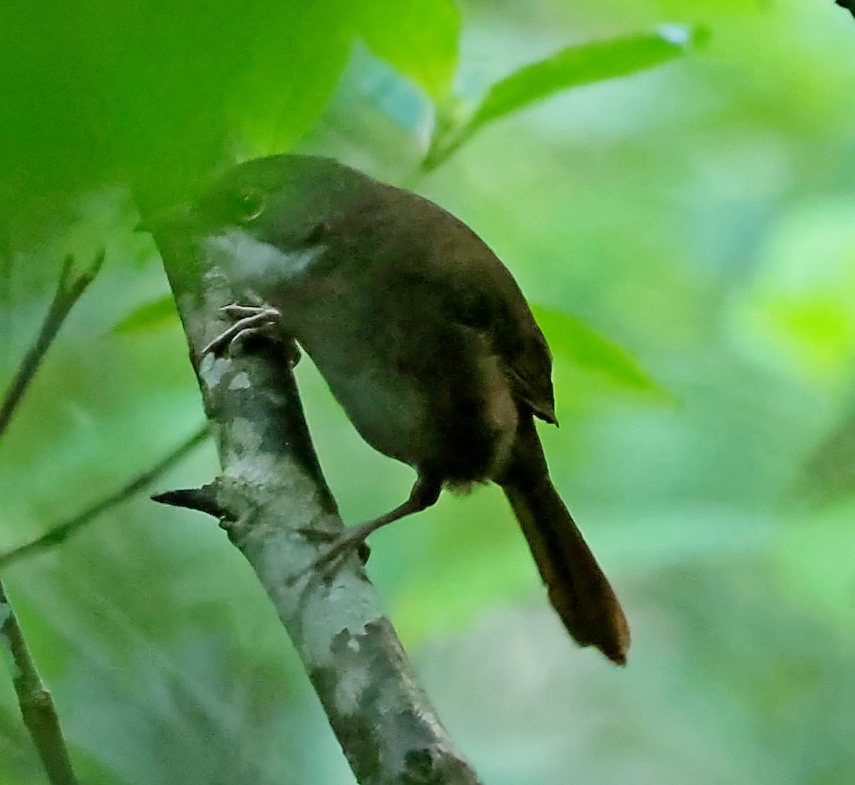Eastern Chat-Tanager - ML637501983