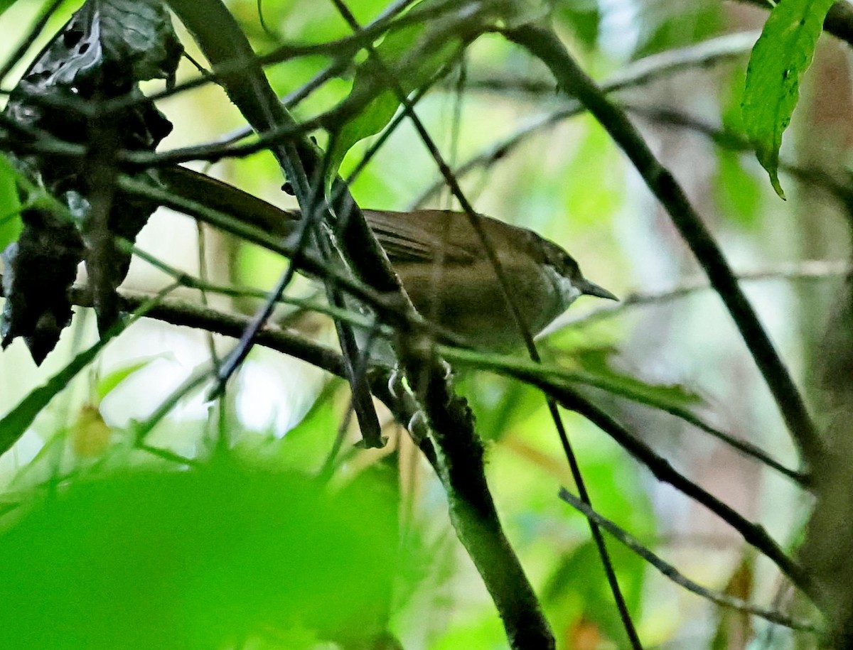 Eastern Chat-Tanager - ML637501984