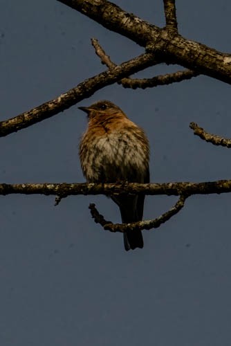 Eastern Bluebird - ML637501986