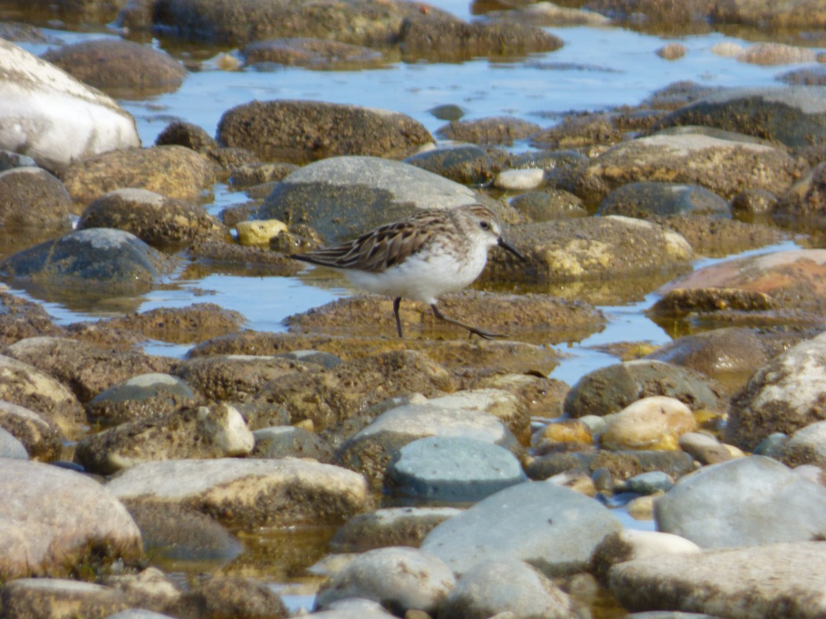 Semipalmated Sandpiper - ML637502000