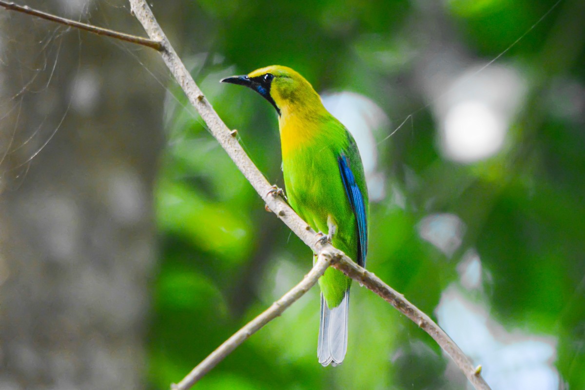 Blue-winged Leafbird - ML637502008