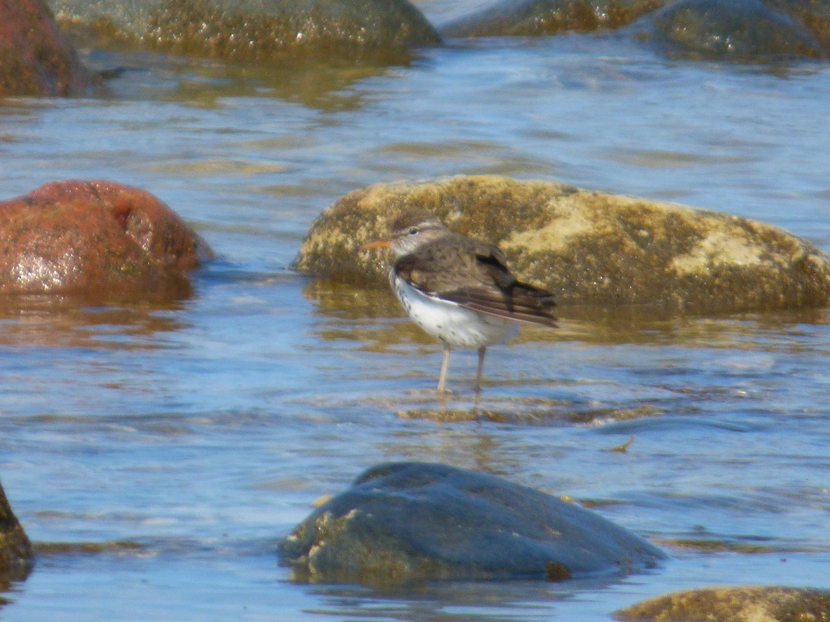 Spotted Sandpiper - ML637502019