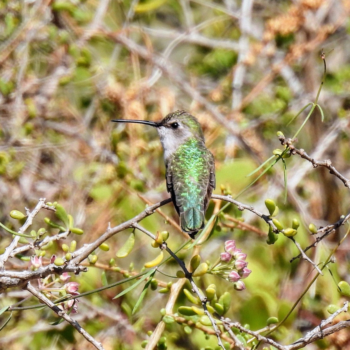 Costa's Hummingbird - ML637502031