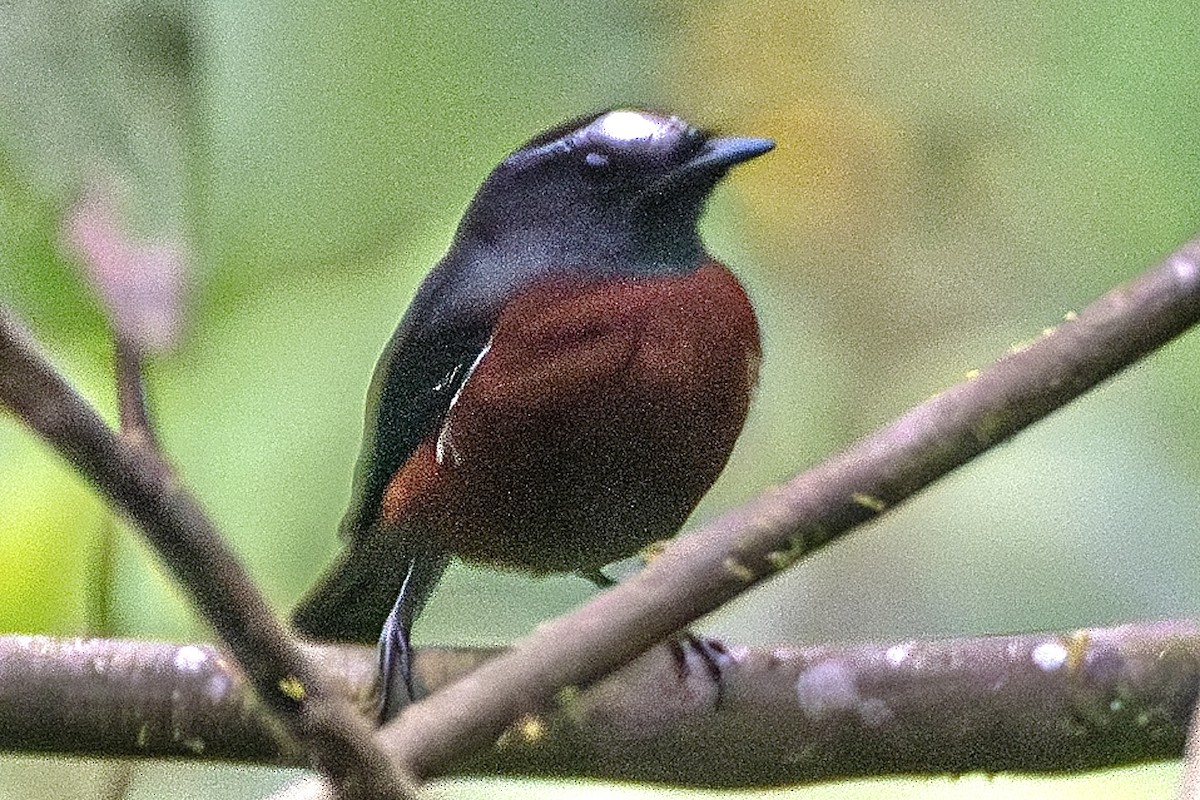Chestnut-bellied Chat-Tyrant - ML637502039