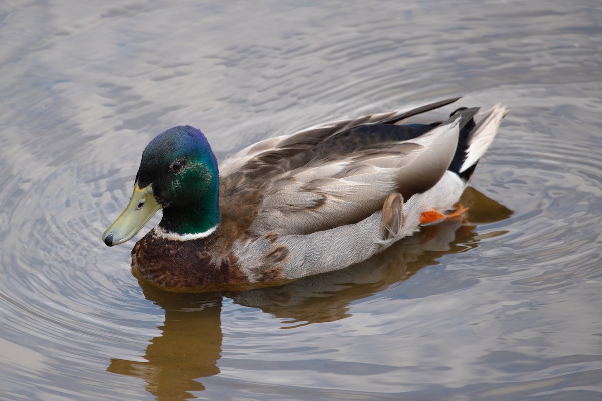 Mallard - ML637502042